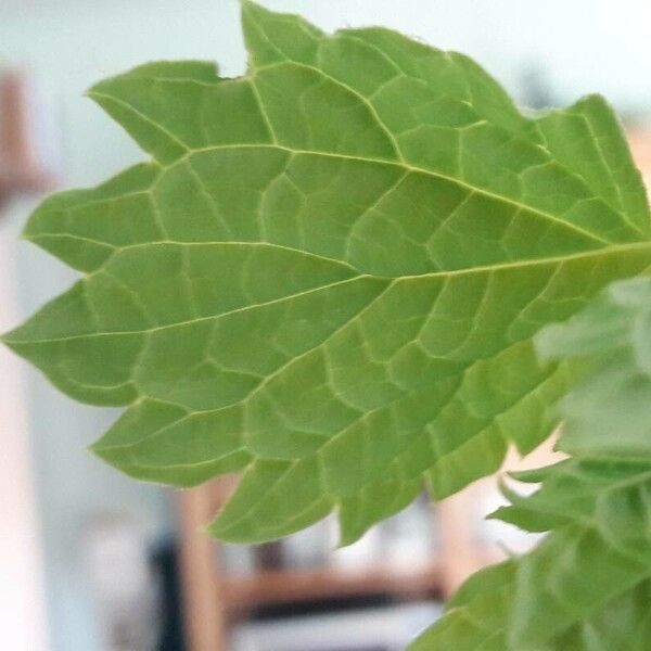 Moluccella laevis Leaf