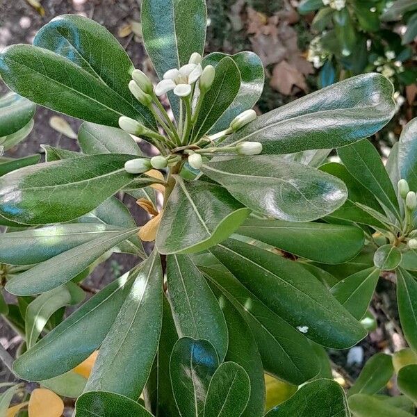 Pittosporum tobira Leaf