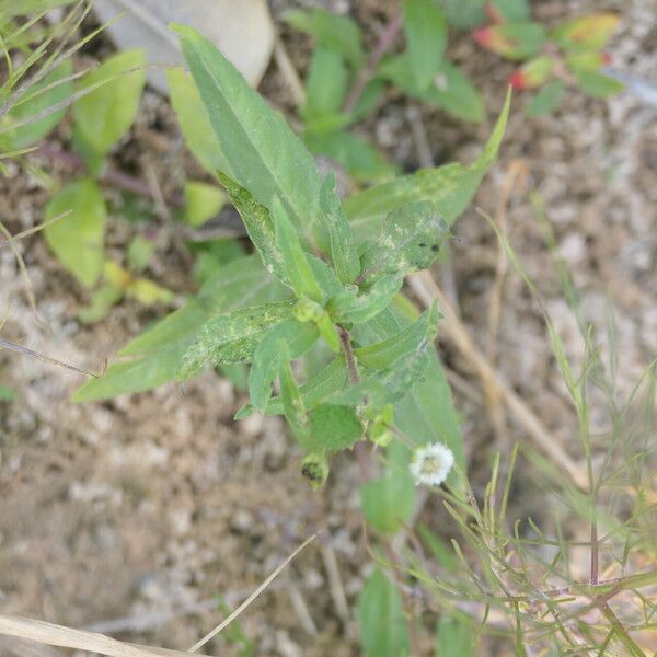 Eclipta prostrata Folha