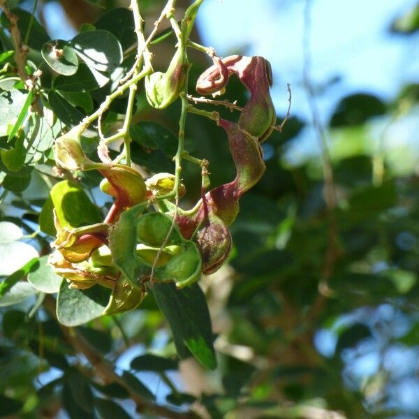 Pithecellobium dulce Fruit