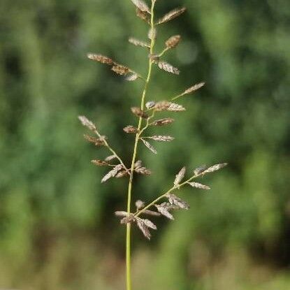 Eragrostis minor 花