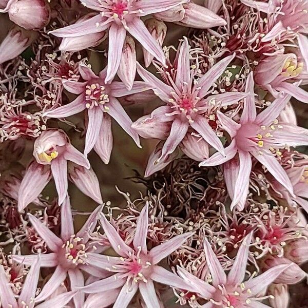 Aeonium lancerottense फूल