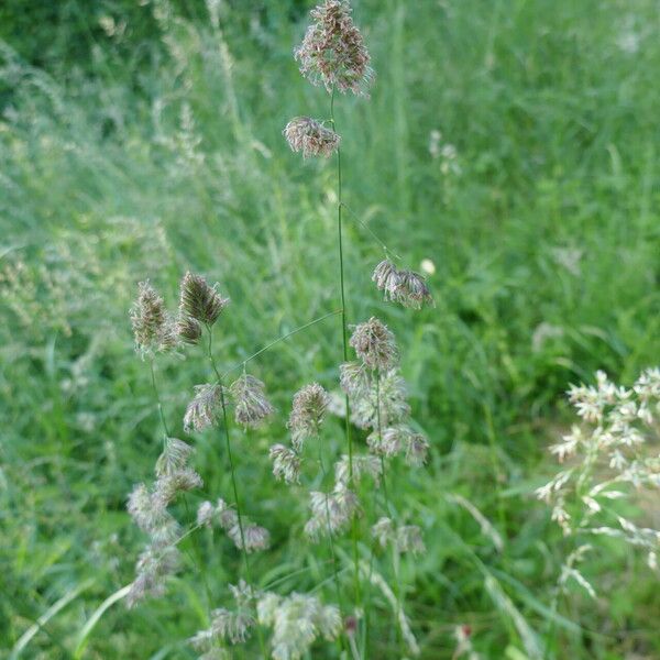 Dactylis glomerata Fleur