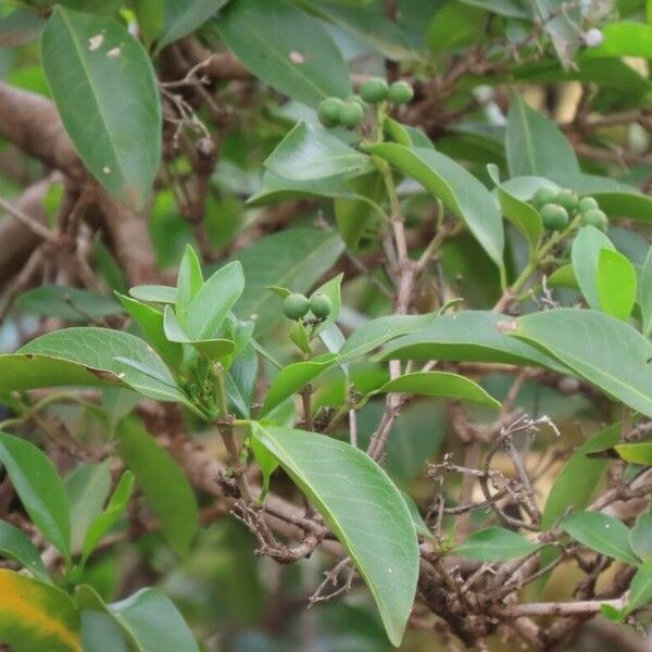 Ficus salicifolia Folha