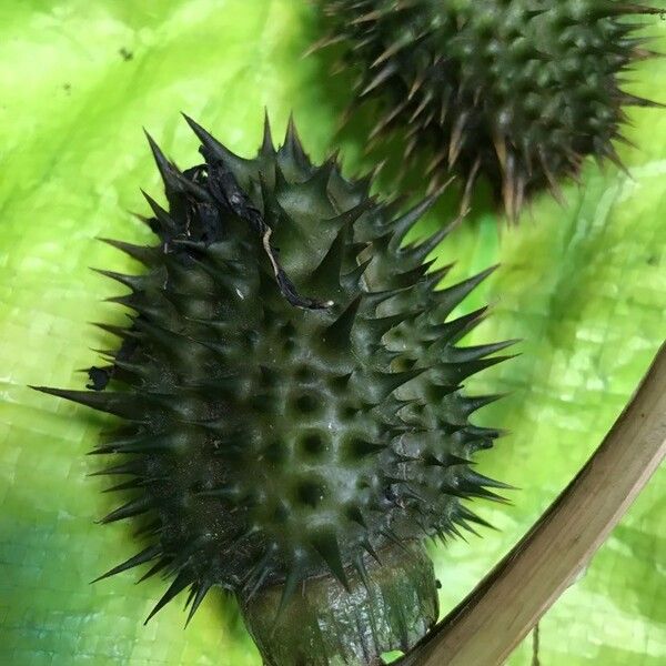 Datura stramonium Плод