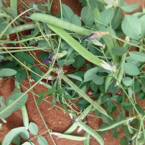 Clitoria ternatea Flower