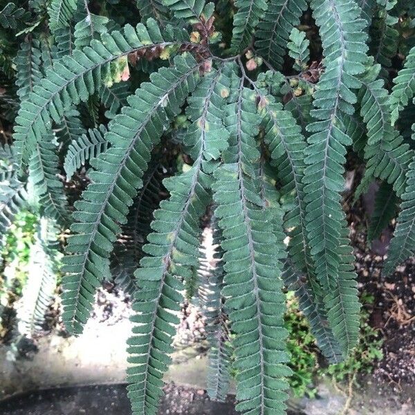 Adiantum hispidulum Leaf