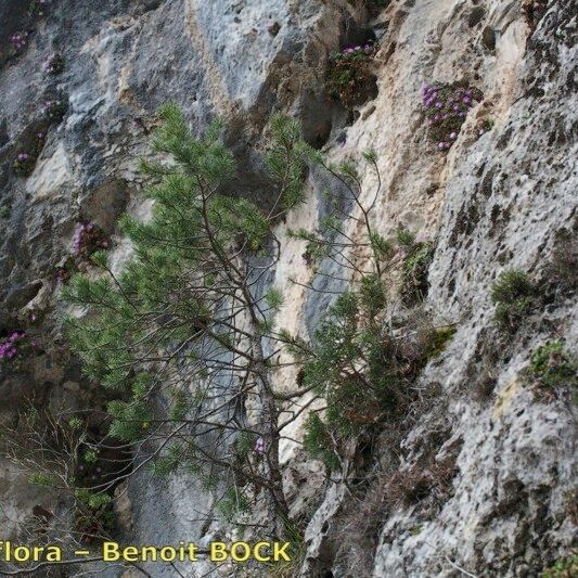 Primula allionii Συνήθη χαρακτηριστικά