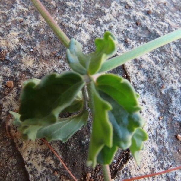 Cyphostemma digitatum Blad