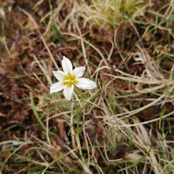 Gagea serotina Flower