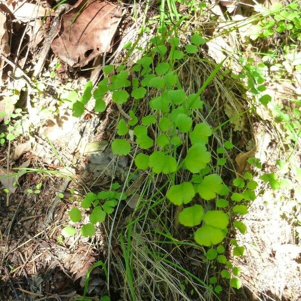 Adiantum jordanii Buveinė