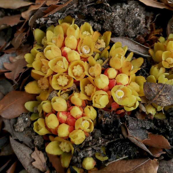 Cytinus hypocistis Flower