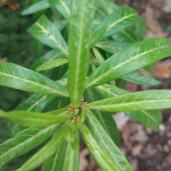 Gomphocarpus physocarpus Blad