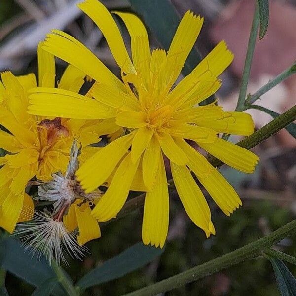 Hieracium umbellatum Квітка