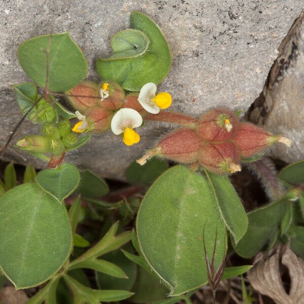 Tripodion tetraphyllum Blomst