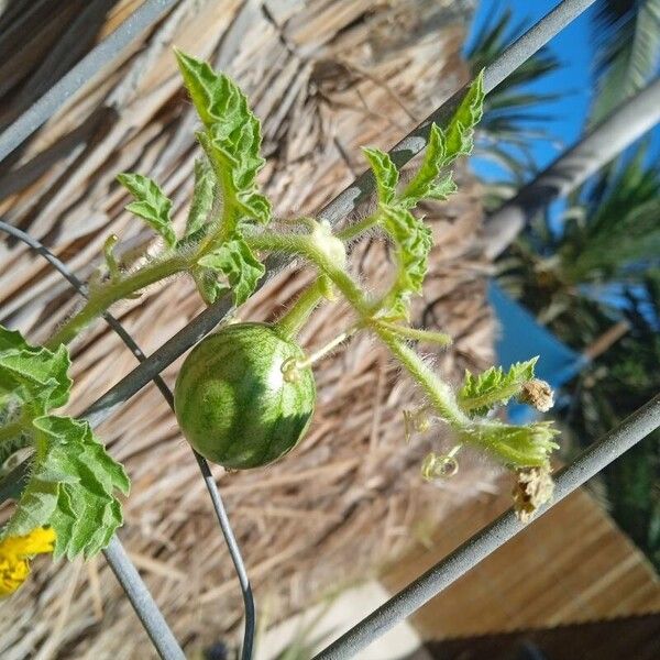 Citrullus lanatus Fruit