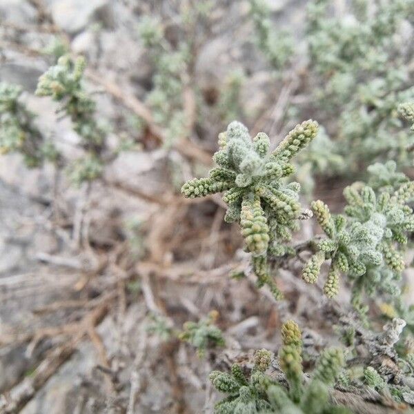 Santolina decumbens Yaprak