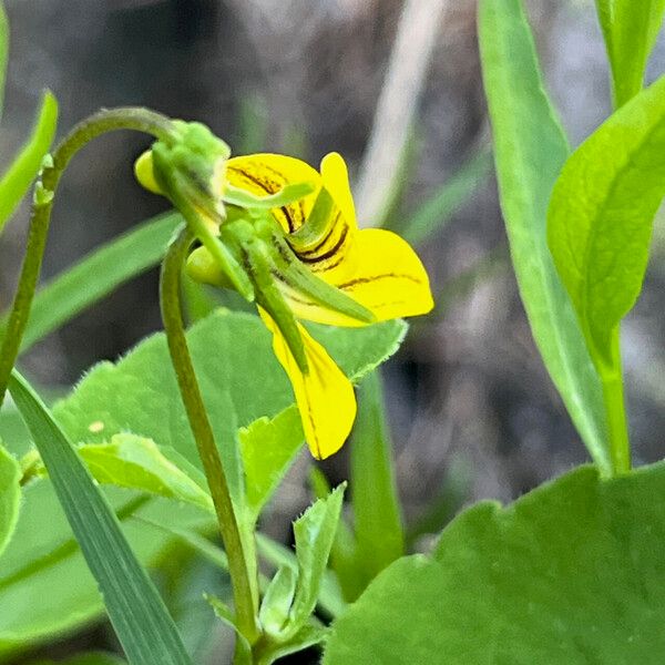 Viola biflora Flor