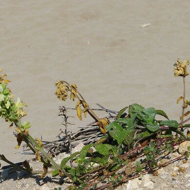 Stachys maritima Habit