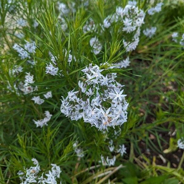 Amsonia hubrichtii Flower