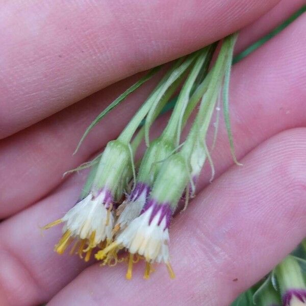 Senecio cacaliaster फूल