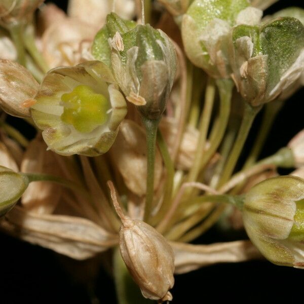 Allium pallens Flower