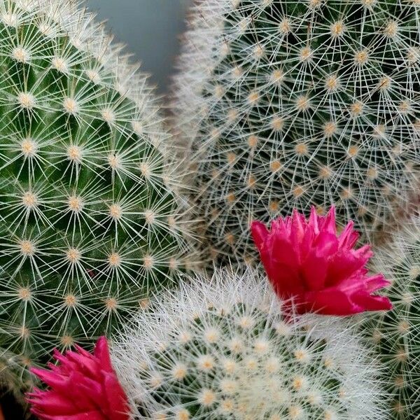 Mammillaria spinosissima Levél