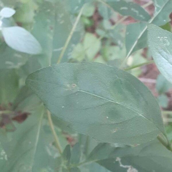 Pycnanthemum incanum Leaf