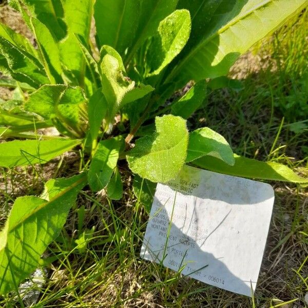 Crepis mollis Leaf