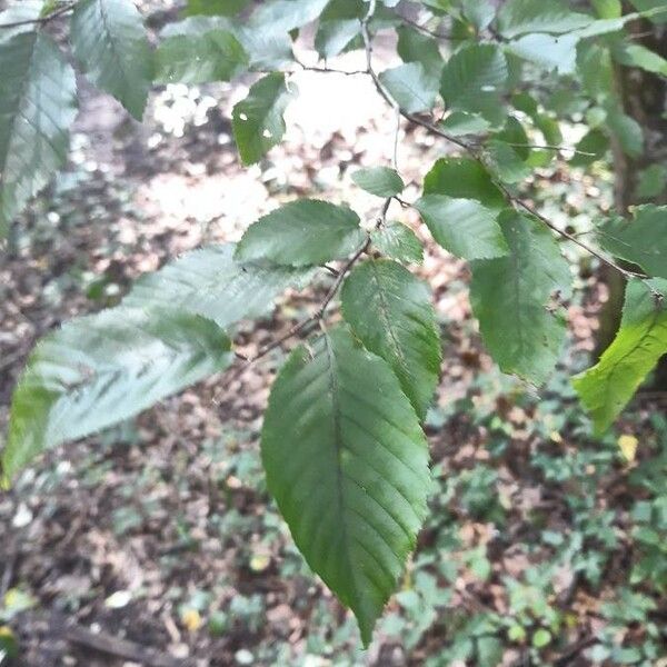 Carpinus caroliniana Лист