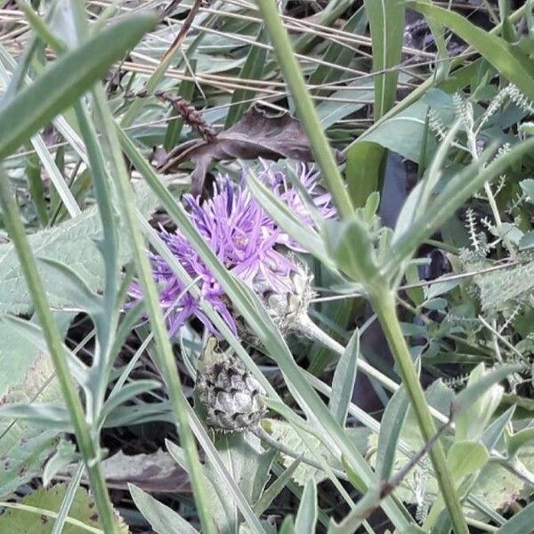 Centaurea scabiosa Flor