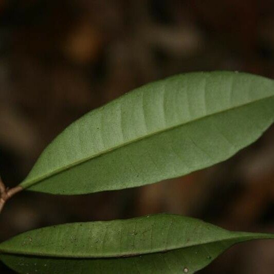 Myrcia decorticans Leaf