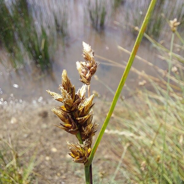 Carex divisa പുഷ്പം