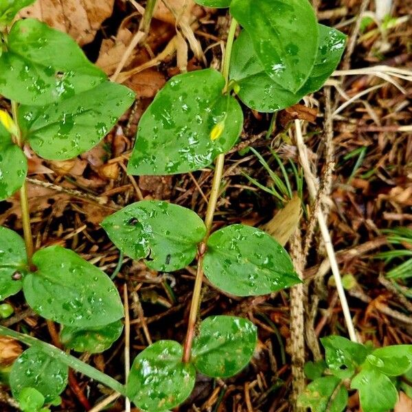 Lysimachia nemorum বাকল