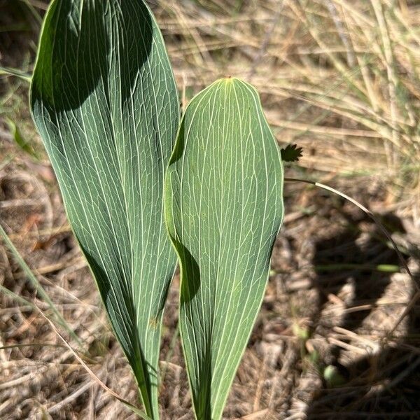 Bupleurum rigidum Leaf