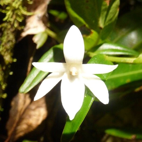 Angraecum ramosum Цветок