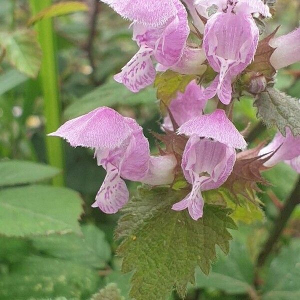 Lamium maculatum Кветка