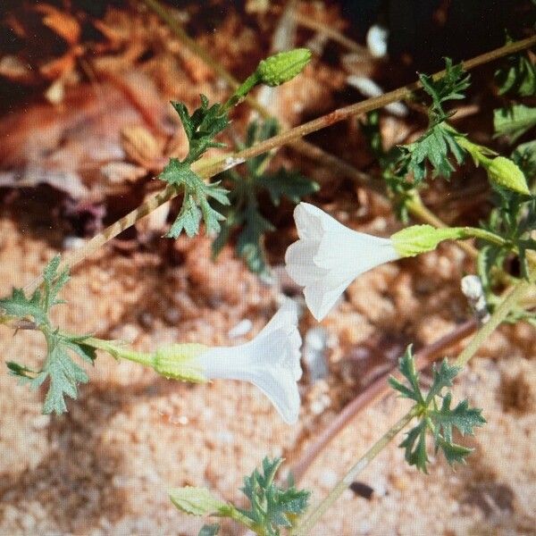 Ipomoea coptica 花