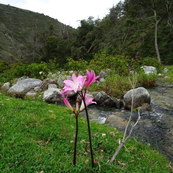 Amaryllis belladonna Cvet