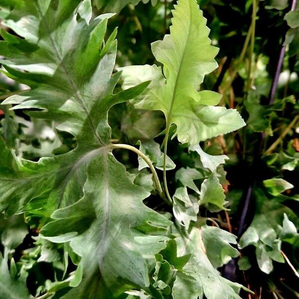 Phlebodium aureum Leaf