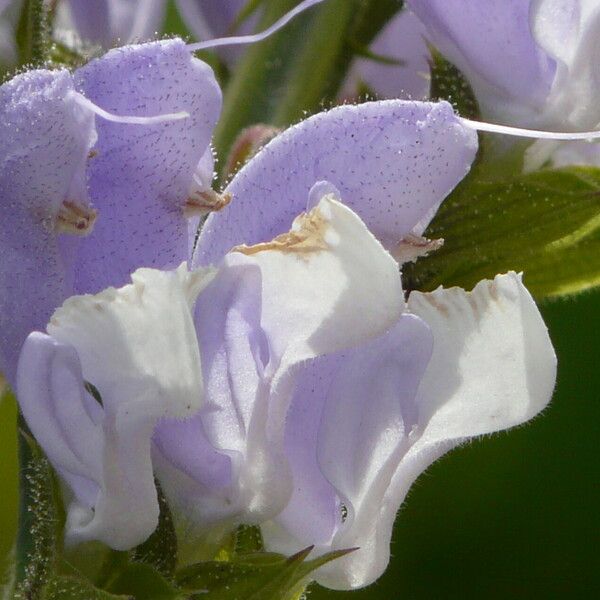 Salvia argentea 花