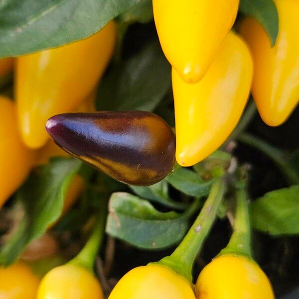 Capsicum frutescens Ffrwyth