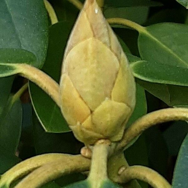 Rhododendron maximum Flower