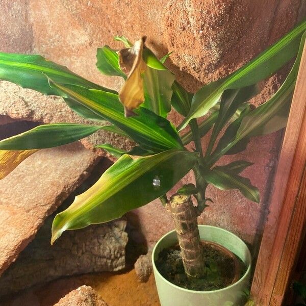 Dracaena fragrans Folha