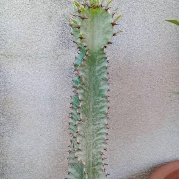 Euphorbia ammak Folha