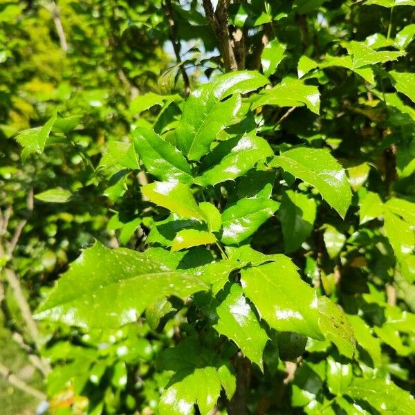 Berberis aquifolium Feuille