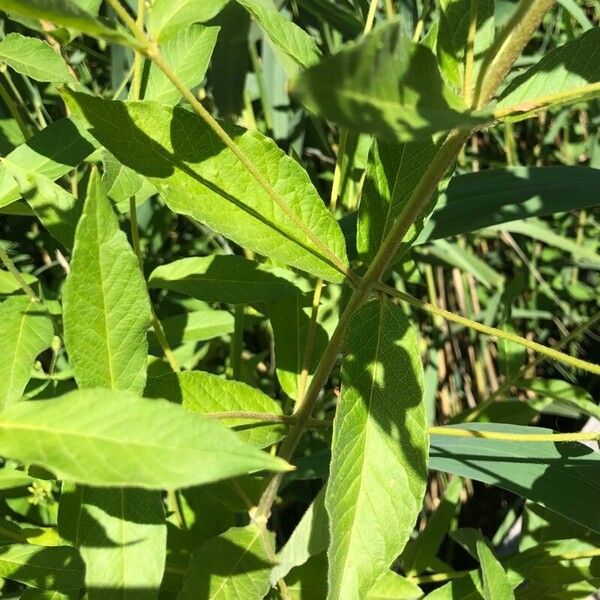 Lysimachia vulgaris Yaprak