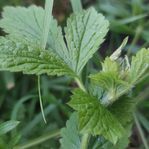 Geum macrophyllum Φύλλο