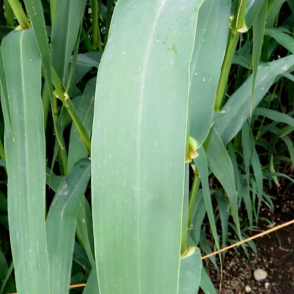 Arundo donax Foglia