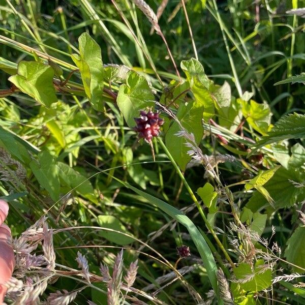 Allium vineale Flower